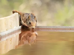 Red squirrel (Sciurus vulgaris), drinking in a water puddle Red squirrel (Sciurus vulgaris), drinking in a water puddle