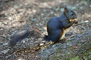 Red Squirrel -Sciurus vulgaris- feeding, Canton of Graubunden, Switzerland Red Squirrel -Sciurus vulgaris- feeding, Canton of Graubunden, Switzerland