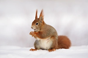 Red Squirrel -Sciurus vulgaris- feeding in the snow in winter, Leipzig, Saxony, Germany Red Squirrel -Sciurus vulgaris- feeding in the snow in winter, Leipzig, Saxony, Germany