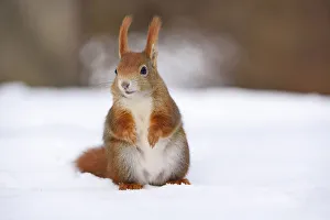 Red Squirrel -Sciurus vulgaris- in the snow in winter, Leipzig, Saxony, Germany Red Squirrel -Sciurus vulgaris- in the snow in winter, Leipzig, Saxony, Germany