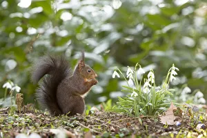 Red Squirrel -Sciurus vulgaris- on a spring meadow, Baden-Wurttemberg, Germany Red Squirrel -Sciurus vulgaris- on a spring meadow, Baden-Wurttemberg, Germany