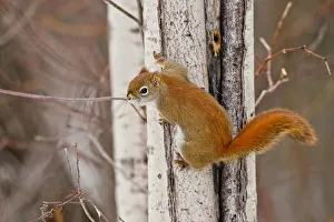 <b class=qtipBold><figcaption>Red Squirrel On Tree Trunk</figcaption></b><br>A Red Squirrel is clinging to a birch trunk.<br><em>© copyright 2016</em> Red Squirrel On Tree Trunk