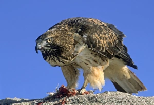 <b class=qtipBold><figcaption>Red tail hawk eating a small bird</figcaption></b><br>stay a step ahead, Russell Burden, 146599196<br><em>© RussellBurden</em> Red tail hawk eating a small bird