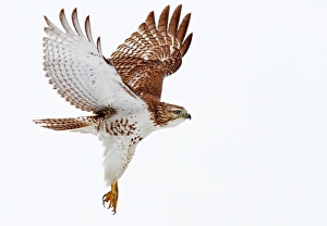 <b class=qtipBold><figcaption>Red-tailed Hawk</figcaption></b><br>red-tailed hawk, hawk, predator, wings, feathers, winter<br><em>© JIm Cumming</em> Red-tailed Hawk
