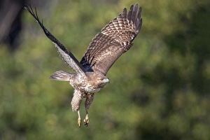 <b class=qtipBold><figcaption>Red-tailed Hawk</figcaption></b><br>A juvenile red-tailed hawk in flight pose.<br><em>© 2015 Phoo Chan</em> Red-tailed Hawk