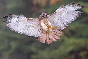 <b class=qtipBold><figcaption>Red-tailed Hawk</figcaption></b><br>A Red-tailed Hawk in flight pose.<br><em>© 2013 Phoo Chan</em> Red-tailed Hawk