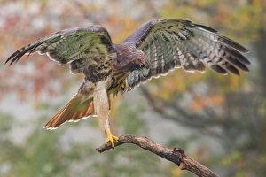 <b class=qtipBold><figcaption>Red-tailed Hawk</figcaption></b><br>A Red-tailed Hawk on a perch<br><em>© 2013 Phoo Chan</em> Red-tailed Hawk