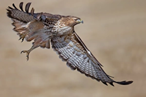 <b class=qtipBold><figcaption>Red-tailed Hawk</figcaption></b><br>Red-tailed Hawk flying in air.<br><em>© Phoo Chan</em> Red-tailed Hawk