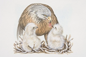 Red-tailed Hawk (Buteo jamaicensis, feeding two chicks Red-tailed Hawk (Buteo jamaicensis, feeding two chicks