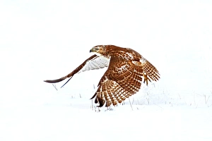 <b class=qtipBold><figcaption>Red-tailed Hawk take-off</figcaption></b><br><em>© Jim Cumming</em> Red-tailed Hawk take-off
