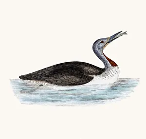 <b class=qtipBold><figcaption>Red throated Loon bird</figcaption></b><br>A photograph of an original hand-colored engraving from The History of British Birds by Morris published in 1853-1891.<br><em>© mashuk</em> Red throated Loon bird