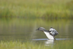 <b class=qtipBold><figcaption>Red-throated Loon (Gavia stellata)</figcaption></b><br><em>© This content is subject to copyright.</em> Red-throated Loon (Gavia stellata)