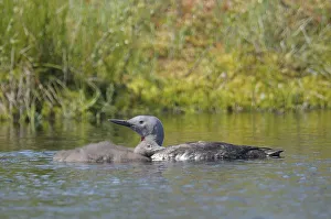 Red-throated Loon or Red-throated Diver (Gavia stellata) Red-throated Loon or Red-throated Diver (Gavia stellata)