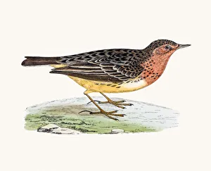 <b class=qtipBold><figcaption>Red-Throated Pipit</figcaption></b><br>A photograph of an original hand-colored engraving from The History of British Birds by Morris published in 1853-1891.<br><em>© mashuk</em> Red-Throated Pipit