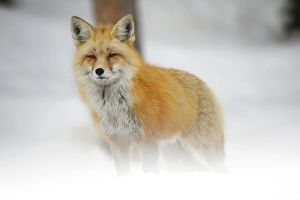 <b class=qtipBold><figcaption>Red Trooper</figcaption></b><br>A red fox lifts his head from hunting rodents in the snow to look around while the snow blows swiftly across the forest floor. Taken in Grand Teton National Park, Wyoming.<br><em>© 2015 Chase Dekker Wild-Life Images</em> Red Trooper
