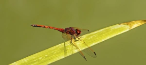Red-veined Darter -Sympetrum fonscolombii- on leaf