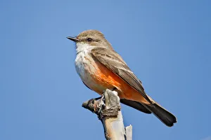 <b class=qtipBold><figcaption>Red vermilion flycatcher</figcaption></b><br>Juvenile vermilion flycatcher.<br><em>© Phoo Chan</em> Red vermilion flycatcher