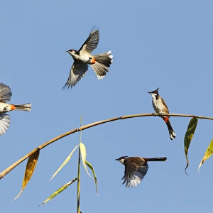<b class=qtipBold><figcaption>Red Whiskered Bulbuls in flight</figcaption></b><br>Flock of Red Whiskered Bulbuls at Los Angeles Arboretum.<br><em>© turns out these birds originate in Asia and at some point..they got here as they were being kept as caged birds and have now est</em> Red Whiskered Bulbuls in flight