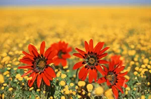Northern Cape Province Gallery: Four Red Wild Daisies amongst a Field of Yellow Wild Flowers