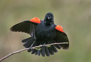 <b class=qtipBold><figcaption>red-wing blackbird</figcaption></b><br>red-wing blackbird with spread wings on perch<br><em>© Russell Burden</em> red-wing blackbird