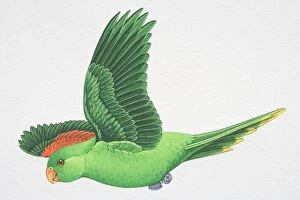 Images Dated 25th September 2006: Red-winged or Crimson-winged Parrot (Aprosmictus erythropterus)