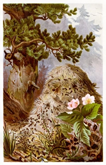 <b class=qtipBold><figcaption>Red wood ant Chromolithograph 1884</figcaption></b><br>Brehms Thierleben (Tierleben). Allgemeine Kunde des Thierreichs. Vierte Abtheilung - Wirbellofe Thiere. Leipzig Verlag, 1884.<br><em>© This content is subject to copyright.</em> Red wood ant Chromolithograph 1884