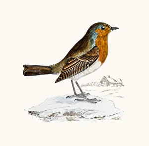 <b class=qtipBold><figcaption>Redbreast bird</figcaption></b><br>A photograph of an original hand-colored engraving from The History of British Birds by Morris published in 1853-1891.<br><em>© mashuk</em> Redbreast bird