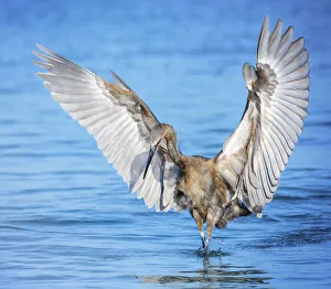 Reddish Egret with Angel Wings at Fort Myers Beach, Florida Reddish Egret with Angel Wings at Fort Myers Beach, Florida