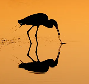 <b class=qtipBold><figcaption>reddish egret in silhouette</figcaption></b><br>reddish egret in silhouette, Russell Burden, 697374003<br><em>© RussellBurden</em> reddish egret in silhouette