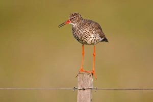 Redshank -Tringa totanus- perched on a fence post, Lauwersmeer National Park, Holland Redshank -Tringa totanus- perched on a fence post, Lauwersmeer National Park, Holland