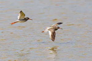Two Redshanks -Tringa totanus- in flight over water, Lake Neusiedl, Austria Two Redshanks -Tringa totanus- in flight over water, Lake Neusiedl, Austria