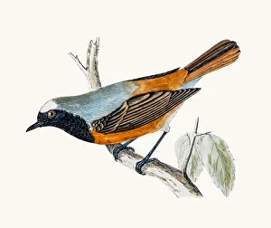 <b class=qtipBold><figcaption>Redstart bird</figcaption></b><br>A photograph of an original hand-colored engraving from The History of British Birds by Morris published in 1853-1891.<br><em>© mashuk</em> Redstart bird