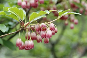 Redvein Enkianthus -Enkianthus campanulatus-, North Rhine-Westphalia, Germany Redvein Enkianthus -Enkianthus campanulatus-, North Rhine-Westphalia, Germany