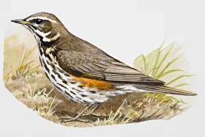 Redwing (Turdus iliacus), standing, side view Redwing (Turdus iliacus), standing, side view