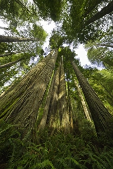 Redwood trees, Redwood National Park, California Redwood trees, Redwood National Park, California