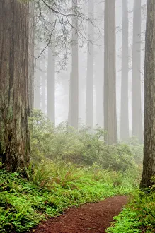 <b class=qtipBold><figcaption>redwoods, trunks, fog, California</figcaption></b><br>redwoods, trunks, fog, California, Russell Burden, 697373999<br><em>© Russell Burden</em> redwoods, trunks, fog, California