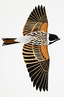 Reed Bunting (Emberiza schoeniclus), adult male Reed Bunting (Emberiza schoeniclus), adult male
