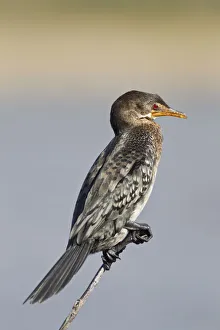 Reed cormorant -Microcarbo africanus-, Wilderness National Park, South Africa Reed cormorant -Microcarbo africanus-, Wilderness National Park, South Africa