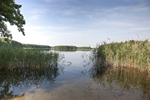 Reed lining a bathing area at a lake in Mecklenburg-Western Pomerania, Germany, Europe Reed lining a bathing area at a lake in Mecklenburg-Western Pomerania, Germany, Europe