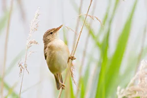 Reed Warbler -Acrocephalus scirpaceus- perched on bulrush, North Hesse, Hesse, Germany Reed Warbler -Acrocephalus scirpaceus- perched on bulrush, North Hesse, Hesse, Germany