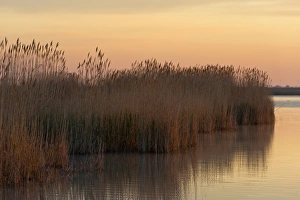 Reeds in the morning light at Darscho-Lacke or Warmsee Lake, Seewinkel, Apetlon Reeds in the morning light at Darscho-Lacke or Warmsee Lake, Seewinkel, Apetlon