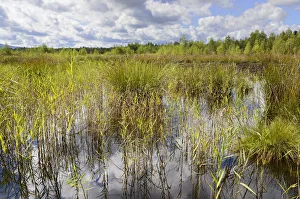 Reeds and rushes at a bog, Stammbecken Moor, former Nicklheim peat works, Rosenheim Reeds and rushes at a bog, Stammbecken Moor, former Nicklheim peat works, Rosenheim
