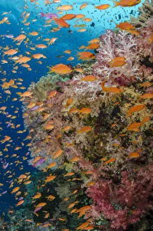 Reef with coral and Anthias (Pseudanthias squamipinnis), Fiji Reef with coral and Anthias (Pseudanthias squamipinnis), Fiji