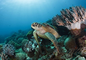 <b class=qtipBold><figcaption>Reef life</figcaption></b><br>Sea turtle at coral reef. Philippines. Apo island.<br><em>© Andrey Narchuk</em> Reef life