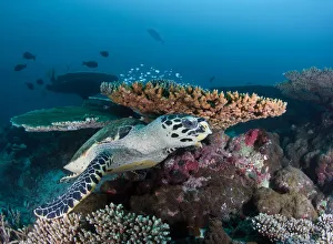 <b class=qtipBold><figcaption>Reef life</figcaption></b><br>south Ari atoll.sea turtle at rest at coral reef.<br><em>© Andrey Narchuk</em> Reef life