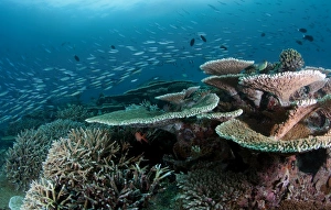 <b class=qtipBold><figcaption>Reef scape</figcaption></b><br>Andrey Narchuk Photography, 156961084<br><em>© Andrey Narchuk</em> Reef scape