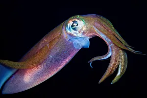 <b class=qtipBold><figcaption>Squid</figcaption></b><br>Reef squid underwater, Dahab, Egypt.<br><em>© Andrey Narchuk</em> Squid