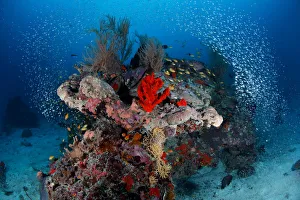 <b class=qtipBold><figcaption>Reefscape</figcaption></b><br>Small coral reef on sandy bottom. A lot of glass fish around it. Depth 30m.South Ari atoll.<br><em>© Andrey Narchuk</em> Reefscape