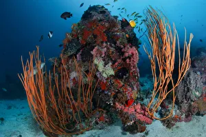 <b class=qtipBold><figcaption>Reefscape</figcaption></b><br>Small coral reef at sandy bottom. 30m depth.South Ari Atoll.<br><em>© Andrey Narchuk</em> Reefscape