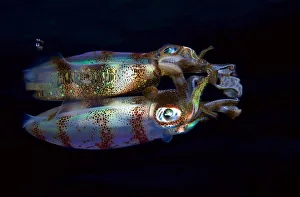 <b class=qtipBold><figcaption>Reflection</figcaption></b><br>At night squids swim uo to the surface. They go to the light<br><em>© Andrey Narchuk</em> Reflection